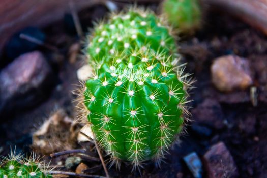 Closeup Green cactus in a pot dark background