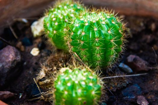 Closeup Green cactus in a pot dark background