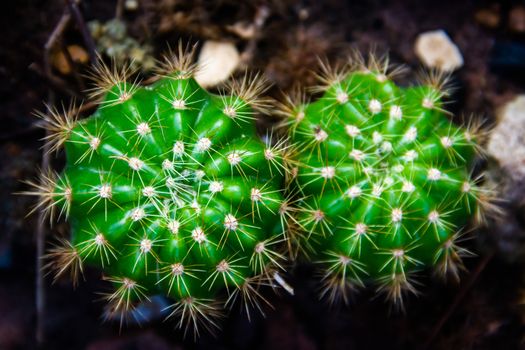 Closeup Green cactus in a pot dark background
