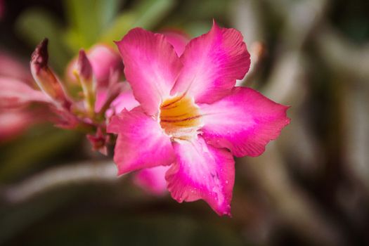 Closeup pink azalea flowers on dark background