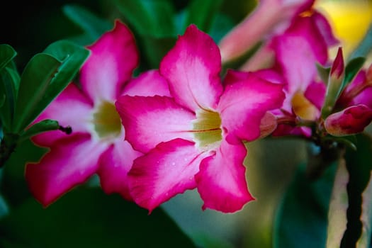 Closeup pink azalea flowers on dark background