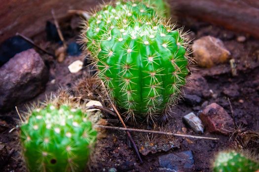 Closeup Green cactus in a pot dark background