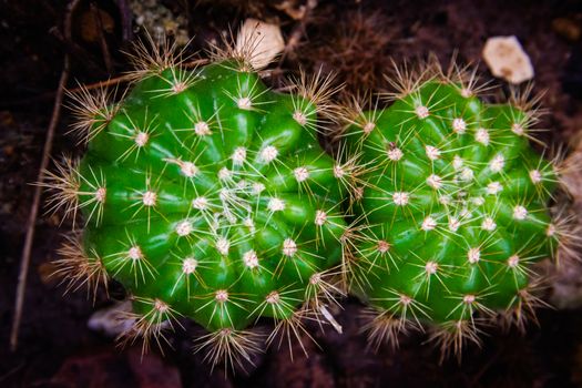 Closeup Green cactus in a pot dark background