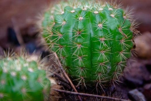 Closeup Green cactus in a pot dark background