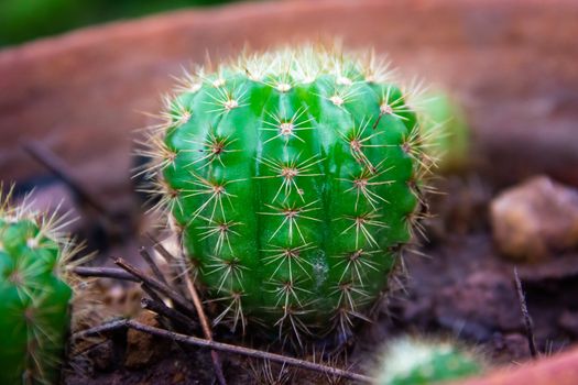 Closeup Green cactus in a pot dark background