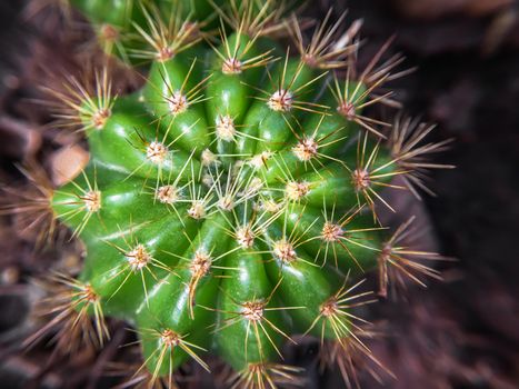 Closeup Green cactus in a pot dark background