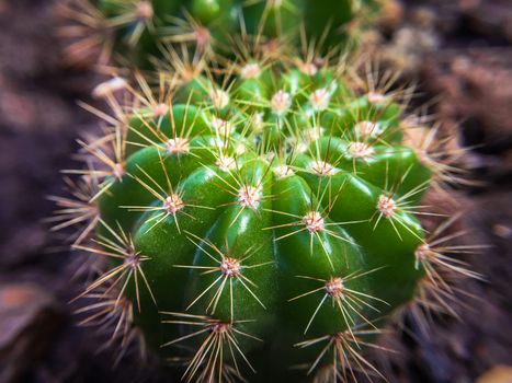 Closeup Green cactus in a pot dark background