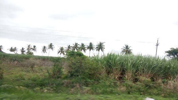 a wayside indian farm