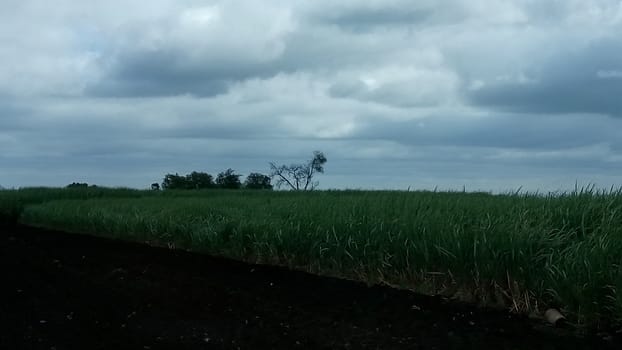 an indian farm during evening