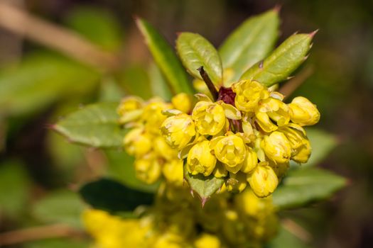 Wintergreen barberry (Berberis julianae), close up image of the flower head