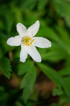 Windflower (Anemone nemorosa), close up image of the flower head