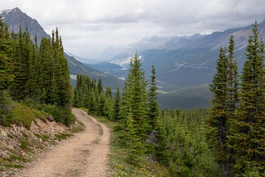 Hiking trail close to the Peyto Lake, Banff National Park, Alberta, Canada