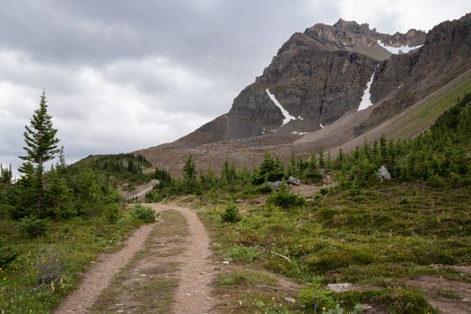 Hiking trail close to the Peyto Lake, Banff National Park, Alberta, Canada