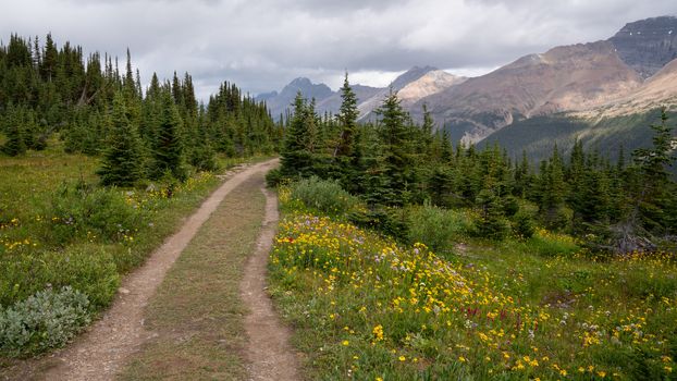 Hiking trail close to the Peyto Lake, Banff National Park, Alberta, Canada