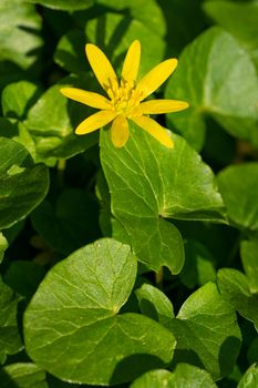 Buttercup (Ficaria verna), close up image of the flower head