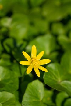 Buttercup (Ficaria verna), close up image of the flower head
