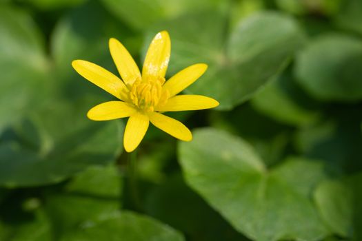 Buttercup (Ficaria verna), close up image of the flower head