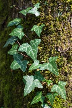 Close up image of ivy plant on moss-covered tree trunk