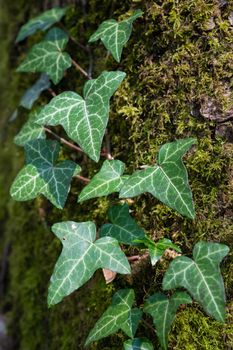 Close up image of ivy plant on moss-covered tree trunk