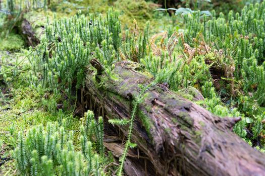 Close up image of moss on a dead tree trunk