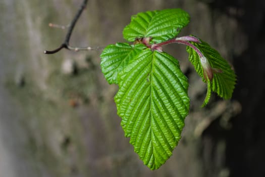 Fresh green leaves on a tree trunk