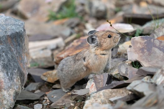 American pika (Ochotona princeps), Banff National Park, Alberta, Canada