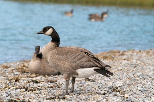 Canada goose (Branta canadensis), image was taken in the Banff National Park, Alberta, Canada
