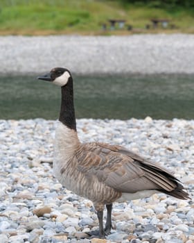 Canada goose (Branta canadensis), image was taken in the Banff National Park, Alberta, Canada