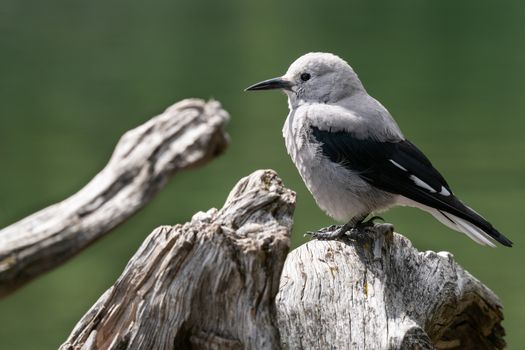 Clarks Nutcracker (Nucifraga columbiana), image was taken in the Banff National Park, Canada