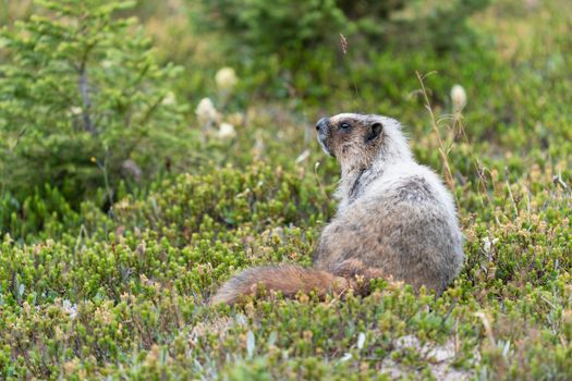 Hoary marmot (Marmota caligata), Banff National Park, Alberta, Canada