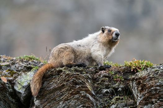 Hoary marmot (Marmota caligata), Banff National Park, Alberta, Canada