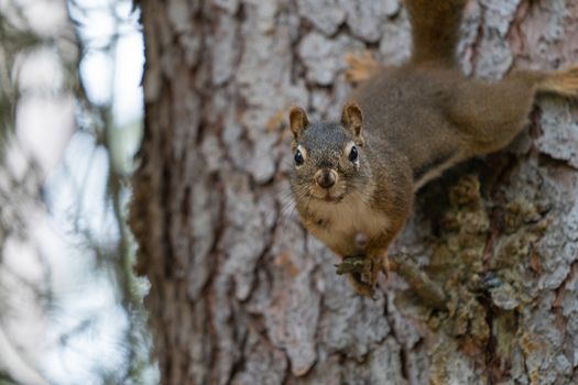 Red Squirrel (Tamiasciurus hudsonicus), Banff National Park, Alberta, Canada