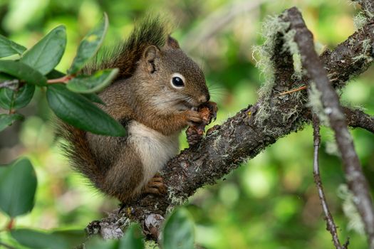 Red Squirrel (Tamiasciurus hudsonicus), Banff National Park, Alberta, Canada