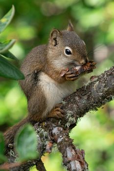 Red Squirrel (Tamiasciurus hudsonicus), Banff National Park, Alberta, Canada