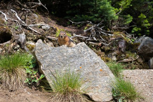 Golden-mantled Ground Squirrel (Callospermophilus lateralis), Banff National Park, Alberta, Canada