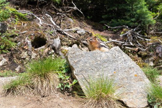 Golden-mantled Ground Squirrel (Callospermophilus lateralis), Banff National Park, Alberta, Canada