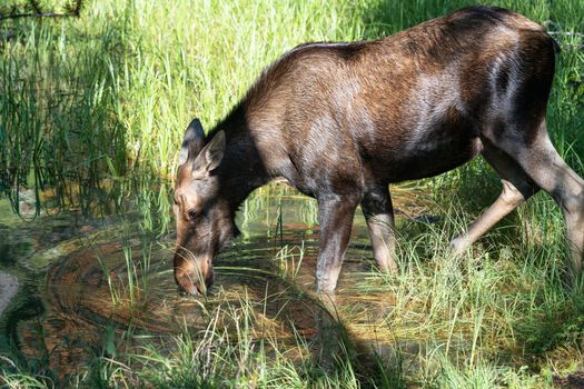 Moose (Alces alces), image was taken in Jasper National Park, Alberta, Canada
