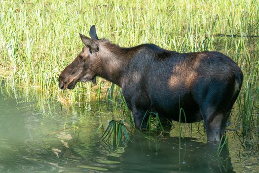 Moose (Alces alces), image was taken in Jasper National Park, Alberta, Canada
