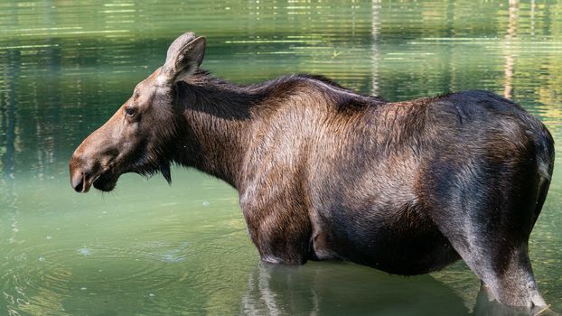 Moose (Alces alces), image was taken in Jasper National Park, Alberta, Canada
