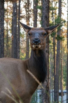 American elk (Cervus canadensis), image was taken in Jasper National Park, Alberta, Canada