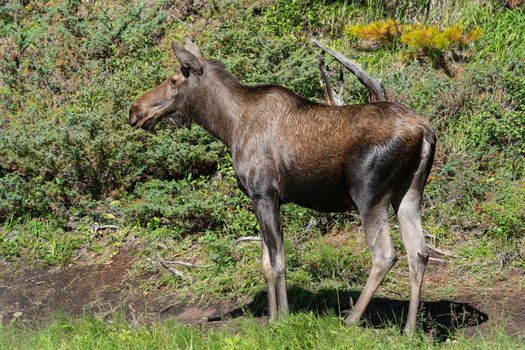 Moose (Alces alces), image was taken in Jasper National Park, Alberta, Canada