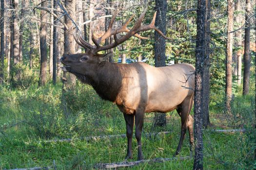 American elk (Cervus canadensis), image was taken in Jasper National Park, Alberta, Canada