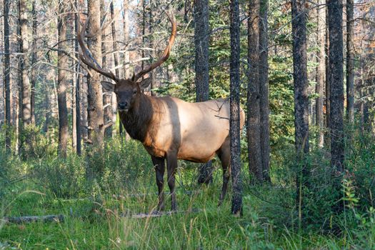 American elk (Cervus canadensis), image was taken in Jasper National Park, Alberta, Canada