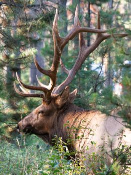 American elk (Cervus canadensis), image was taken in Jasper National Park, Alberta, Canada