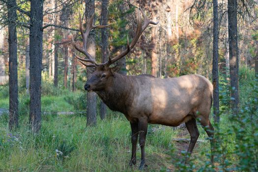 American elk (Cervus canadensis), image was taken in Jasper National Park, Alberta, Canada