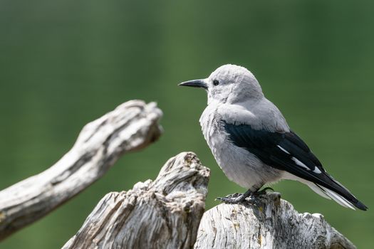 Clarks Nutcracker (Nucifraga columbiana), image was taken in the Banff National Park, Canada