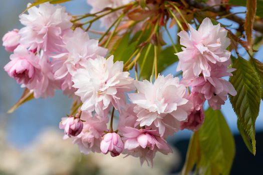 Hill Cherry 'Kiku-Shidare-Sakura' (Prunus serrulata)