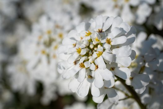 Evergreen Candytuft (Iberis sempervirens), blossoms of springtime