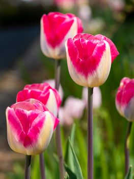 Tulip (Tulipa), close up of the flower of spring