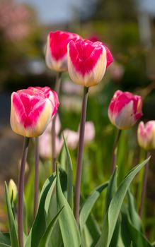 Tulip (Tulipa), close up of the flower of spring